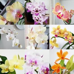 IMG_20210409_114955_resized (002).jpg