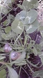 四葉トカタツムリ