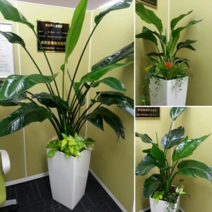 IMG_社内植物