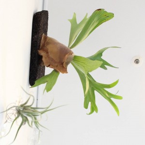 IMG_20180121_170825_795