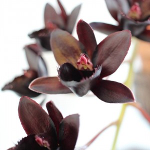 IMG_20180213_124746_408