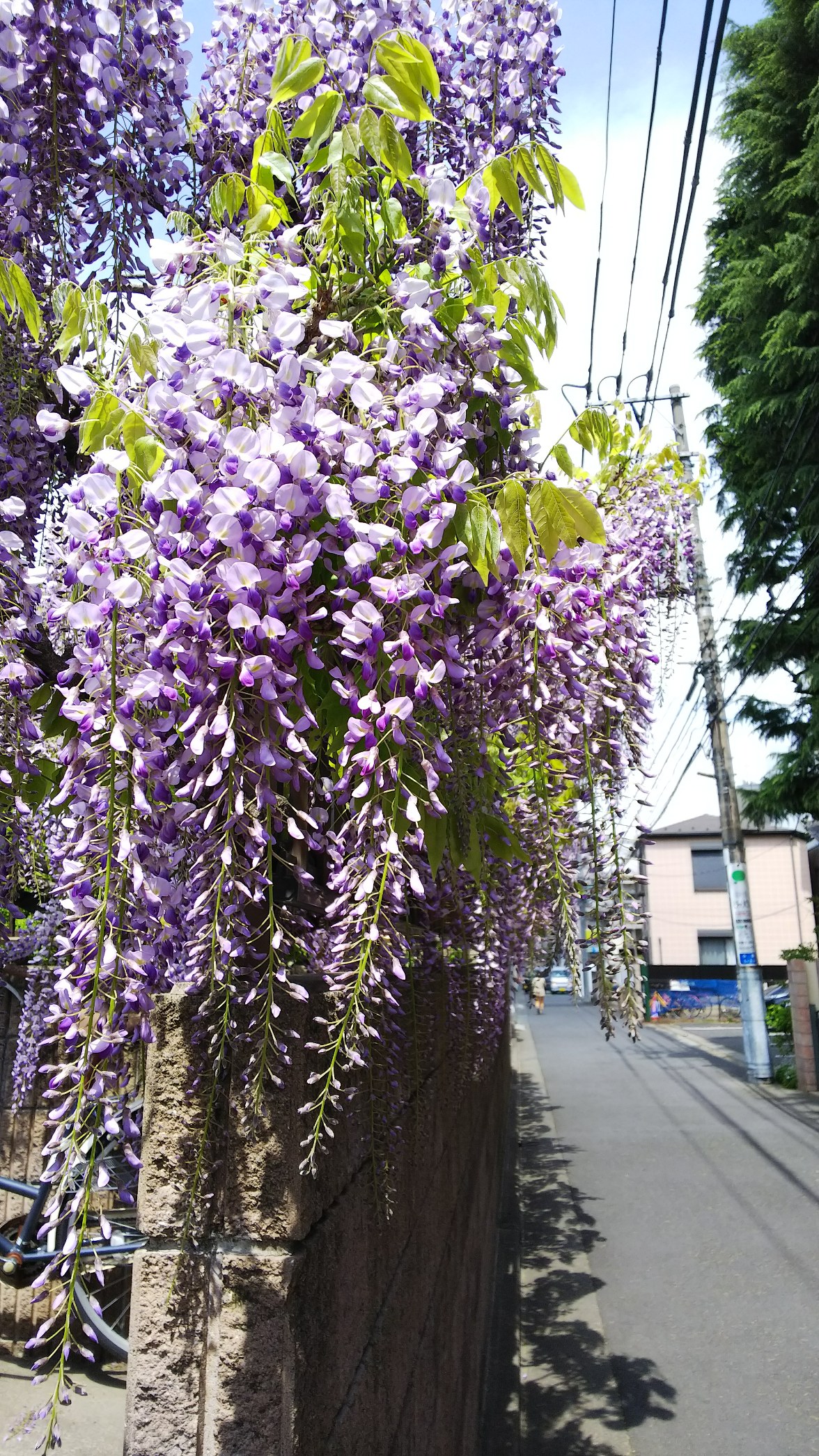 藤の花 手形割引の東信商事株式会社のブログ 東京都中央区京橋 藤の花 手形割引の東信商事株式会社のブログ 東京都中央区京橋