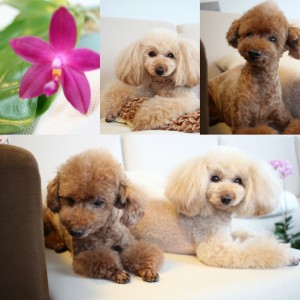 IMG_20180611_093127-0_resized