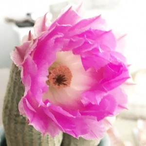 IMG_20180619_062932_487