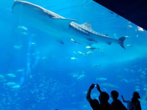 20180622_104352_resized