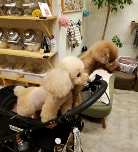 20180924_173120_resized