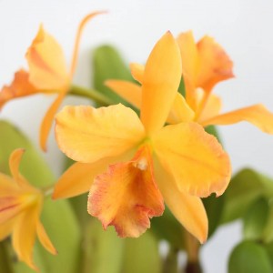 IMG_20190223_224447_080